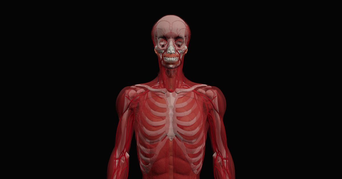 The Corpus 3D body: muscles, bones and vessels seen from the front