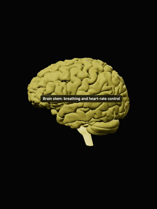Your brain